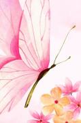 Pelcasa - Poster Butterfly Elegance - Rosa - Posters - Från Homeroom