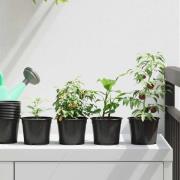 vidaXL Blomkruka 50 pcs Svart Ø 15 x 12,5 cm Plast